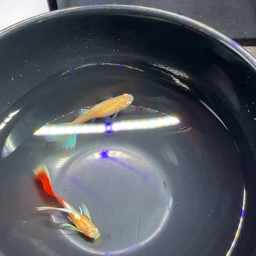 孔雀鱼火烧云飞船一对