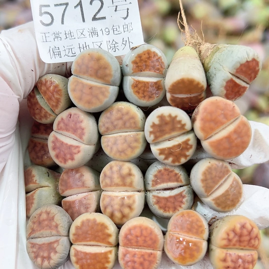 5712 好养易活生石花大母本20个1.5cm左右打包出