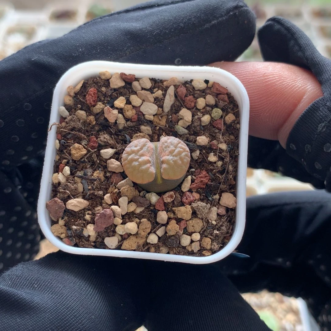 a253磁铁风铃母本