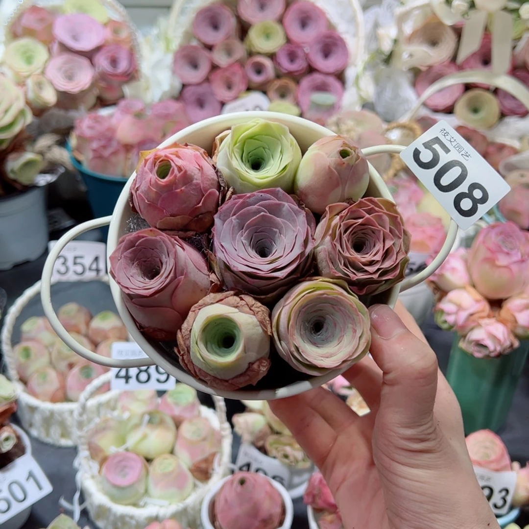 508混合精品双耳花篮组合。  一物一拍