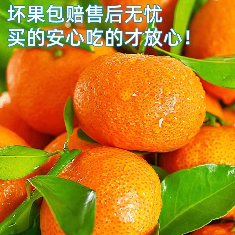 鲜菲尚（顺丰快递）百色沙糖桔5斤9斤包邮农家种植当季鲜果香甜多汁