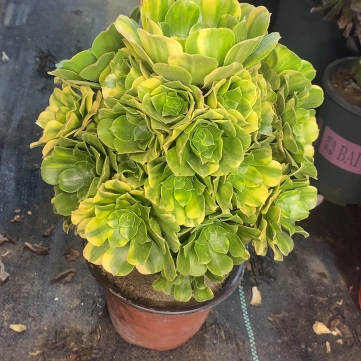 五彩琉璃多肉植物74。