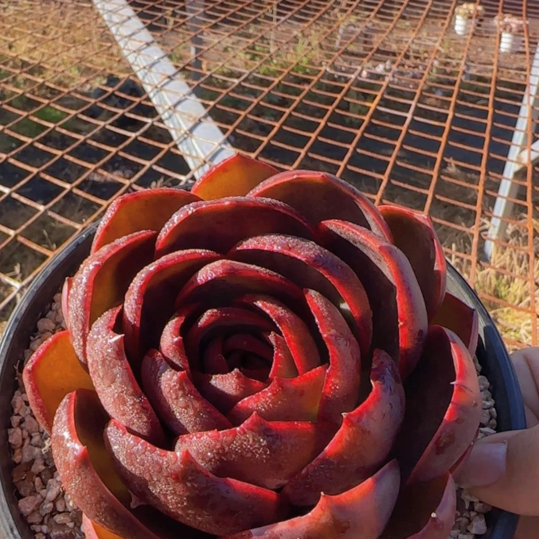 【闪购商品】大红灯，