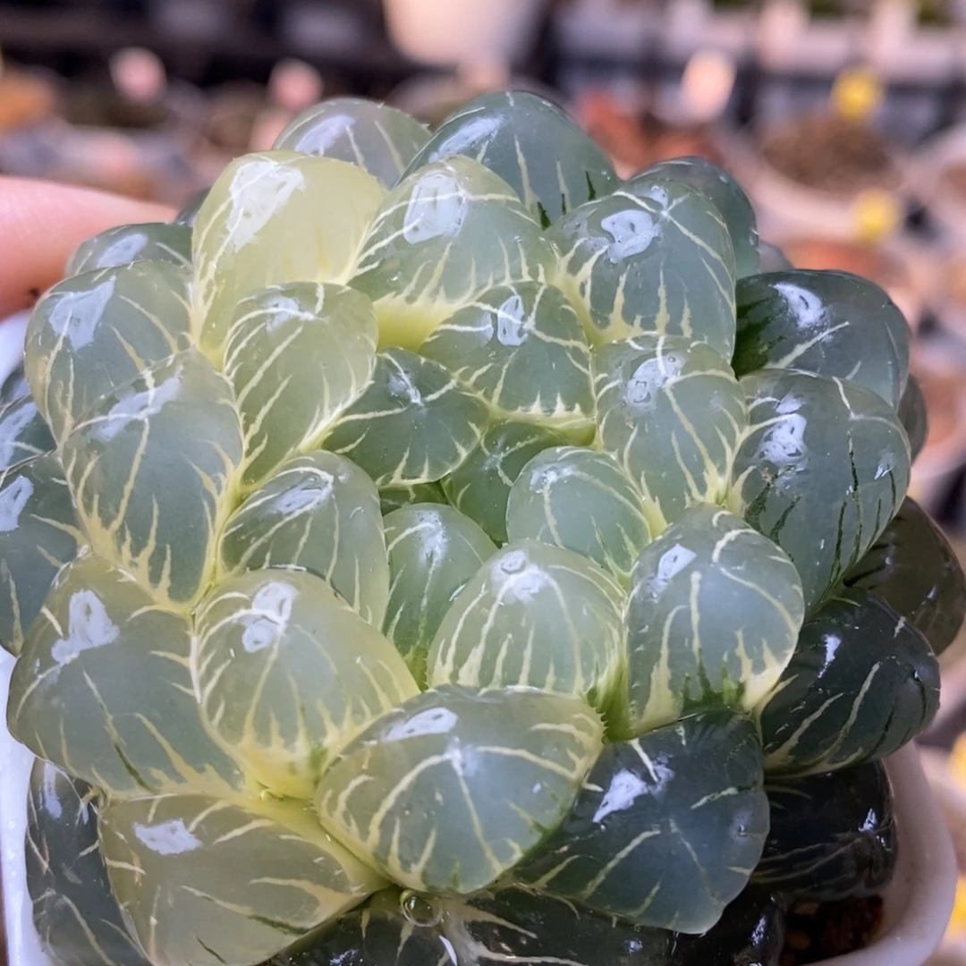 实生糊斑湖水玉露锦