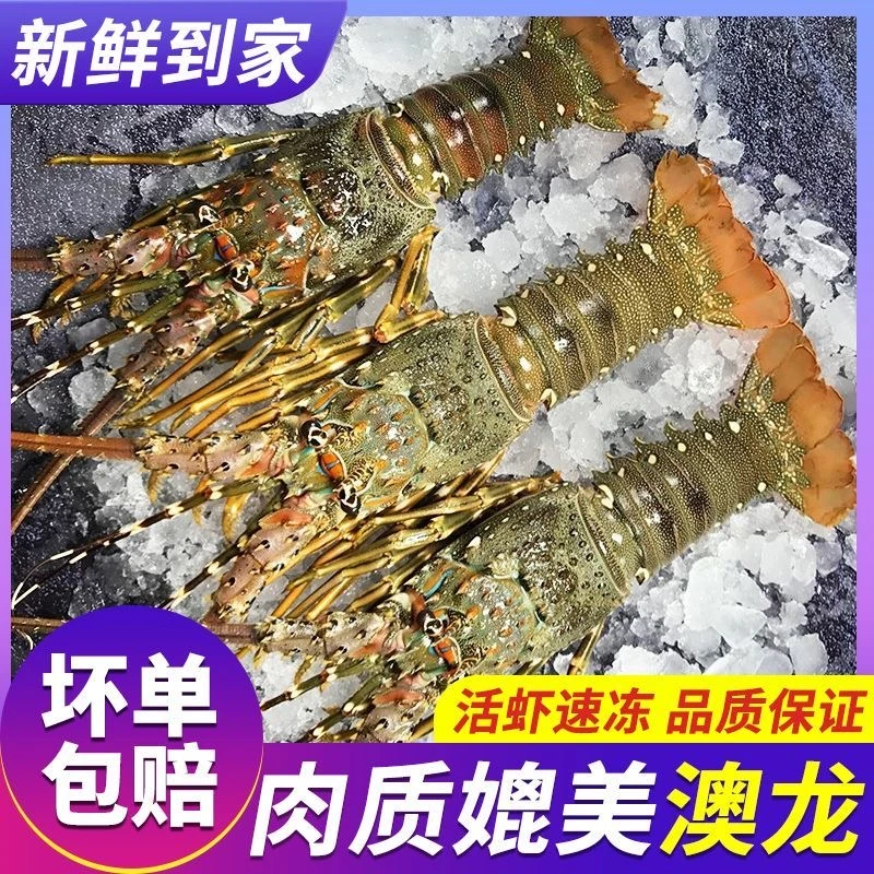 京东-顺丰空运】大青龙批发鲜活速冻海鲜大龙虾野生海捕小青龙包鲜