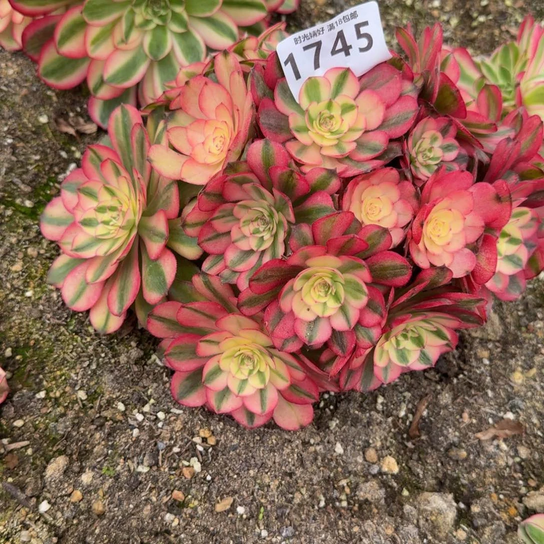 1745荔枝。多肉植物