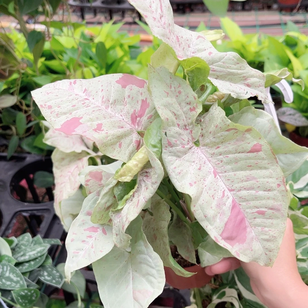 完全开放239 牛奶合果芋