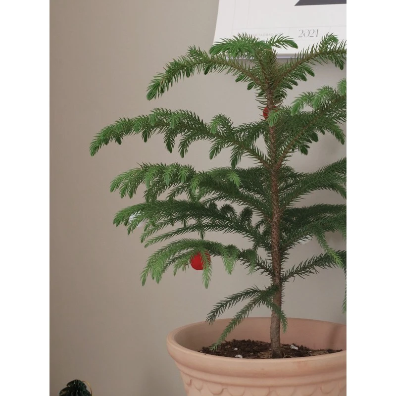 植物私生活 |北欧风新年圣诞节 南洋杉圣诞树新家好养绿植盆栽