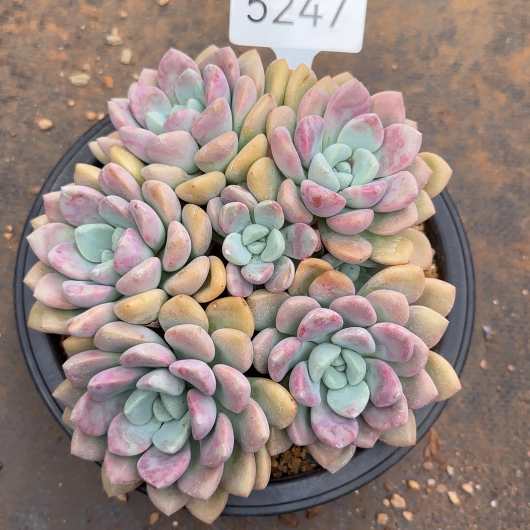 橙***ᐝ5247。      花瓣露