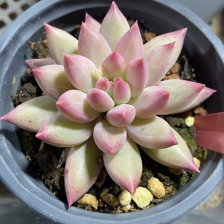 多肉植物虞美人827