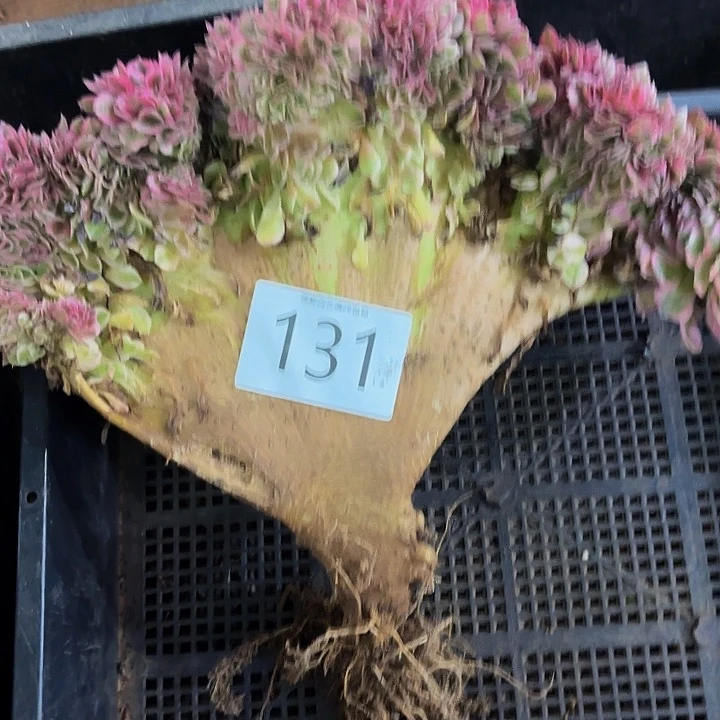 你***帅多肉植物福利福利131