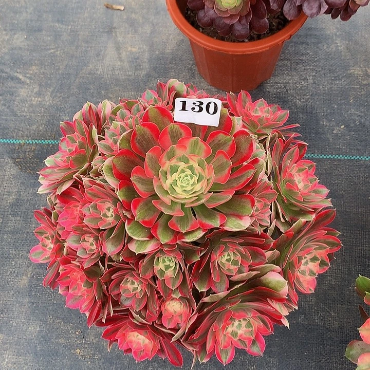 法师邀月130000000000