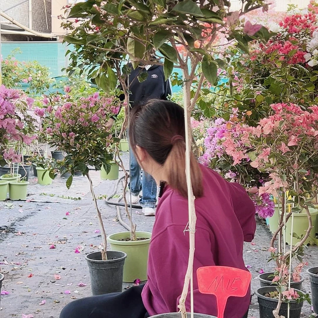 C***诺大部分花苞少量开放M15赛佛里