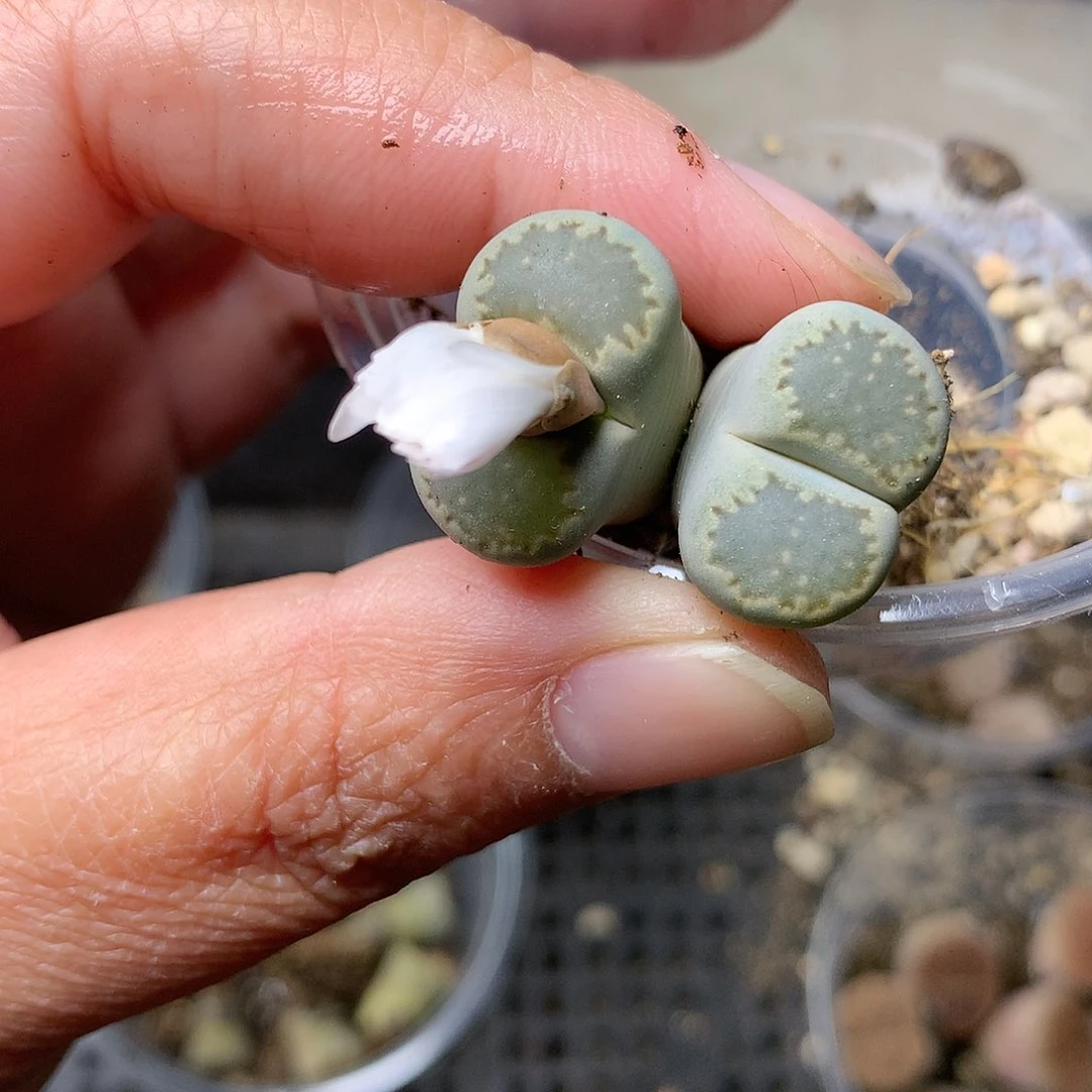 A258多肉植物保护