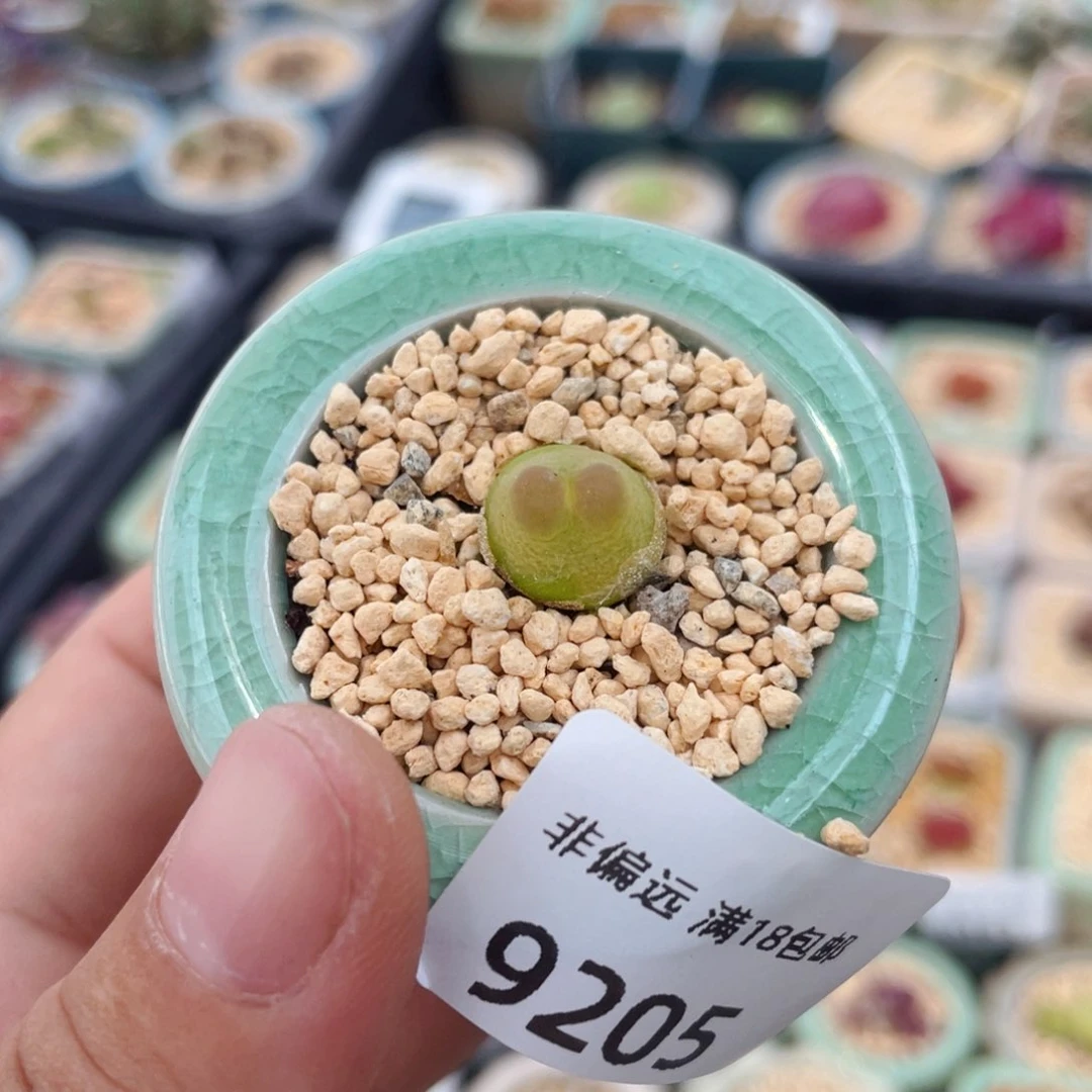 无花朵9205 一物一拍 带盆 拉登