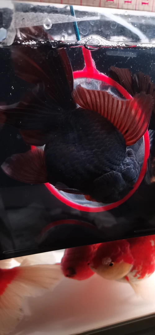 百褶泰狮 元宝狮 凭开箱视频售后