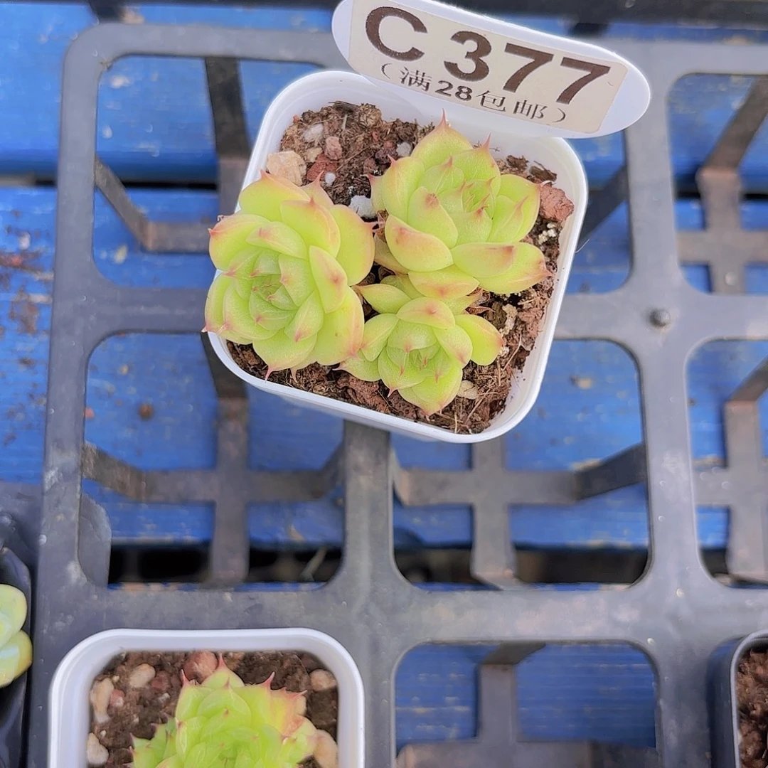 ****夏C377睫毛珍妮一物一拍