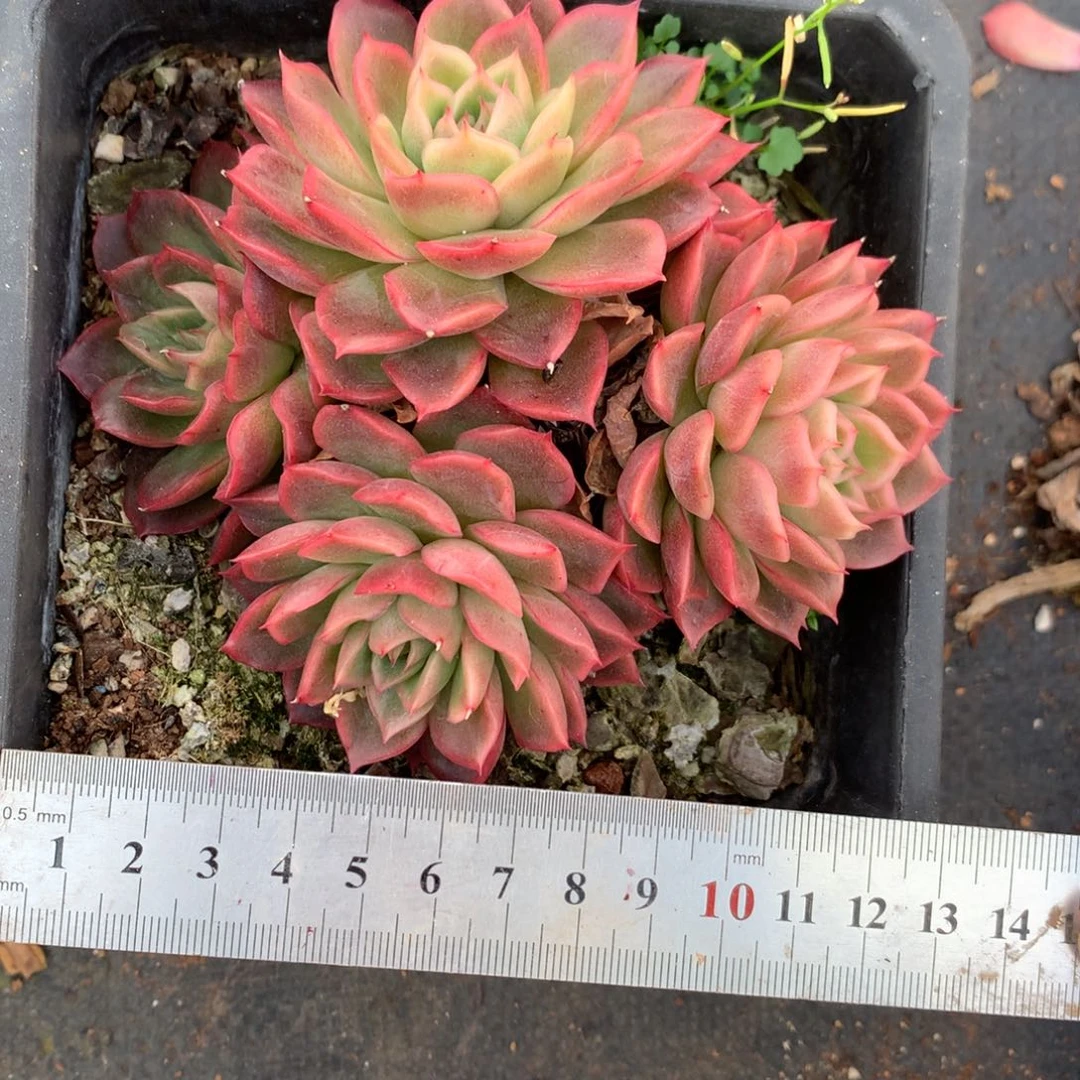 7714杂交多肉老桩