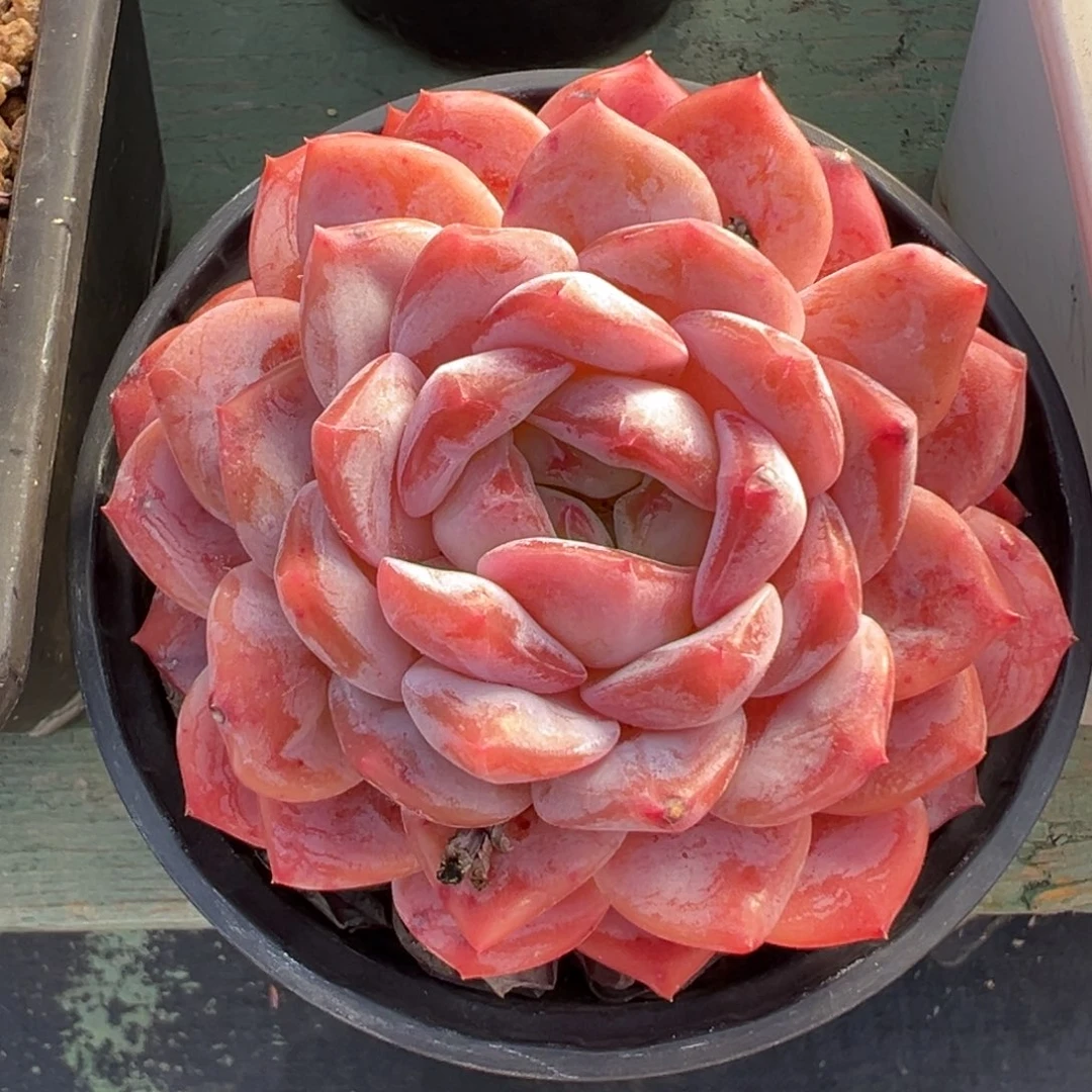 冰魄美肉多肉植物