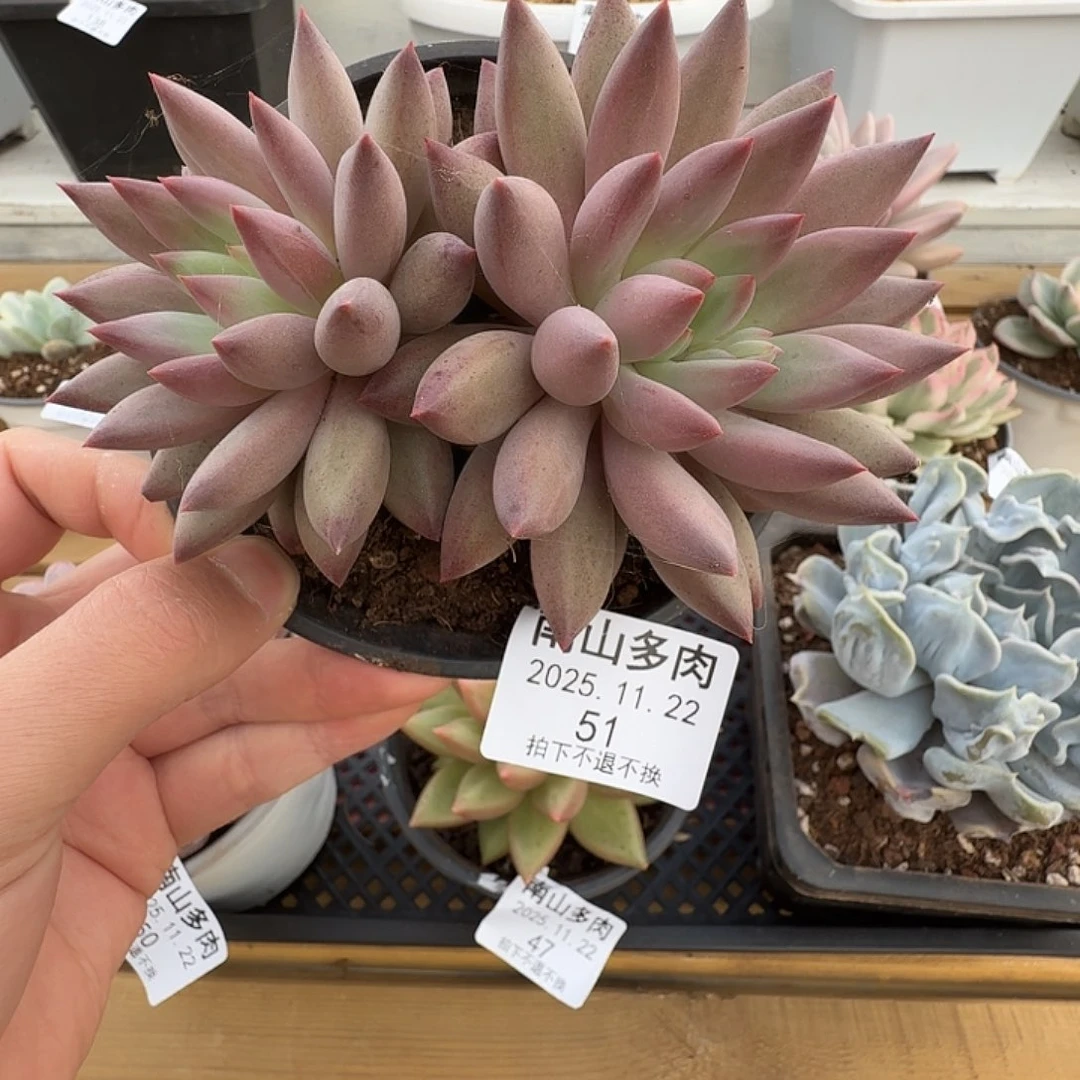 双头虞美人111122-51