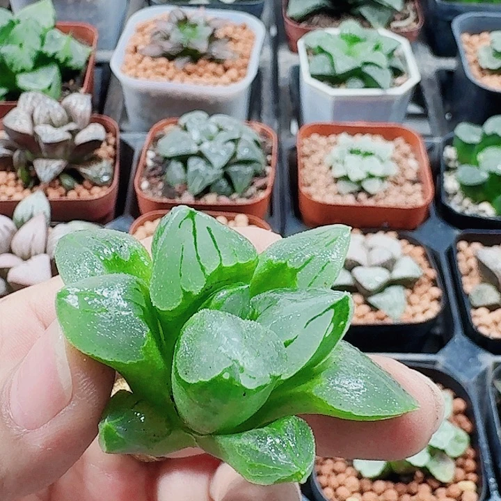 无花朵十二卷 冰城无根