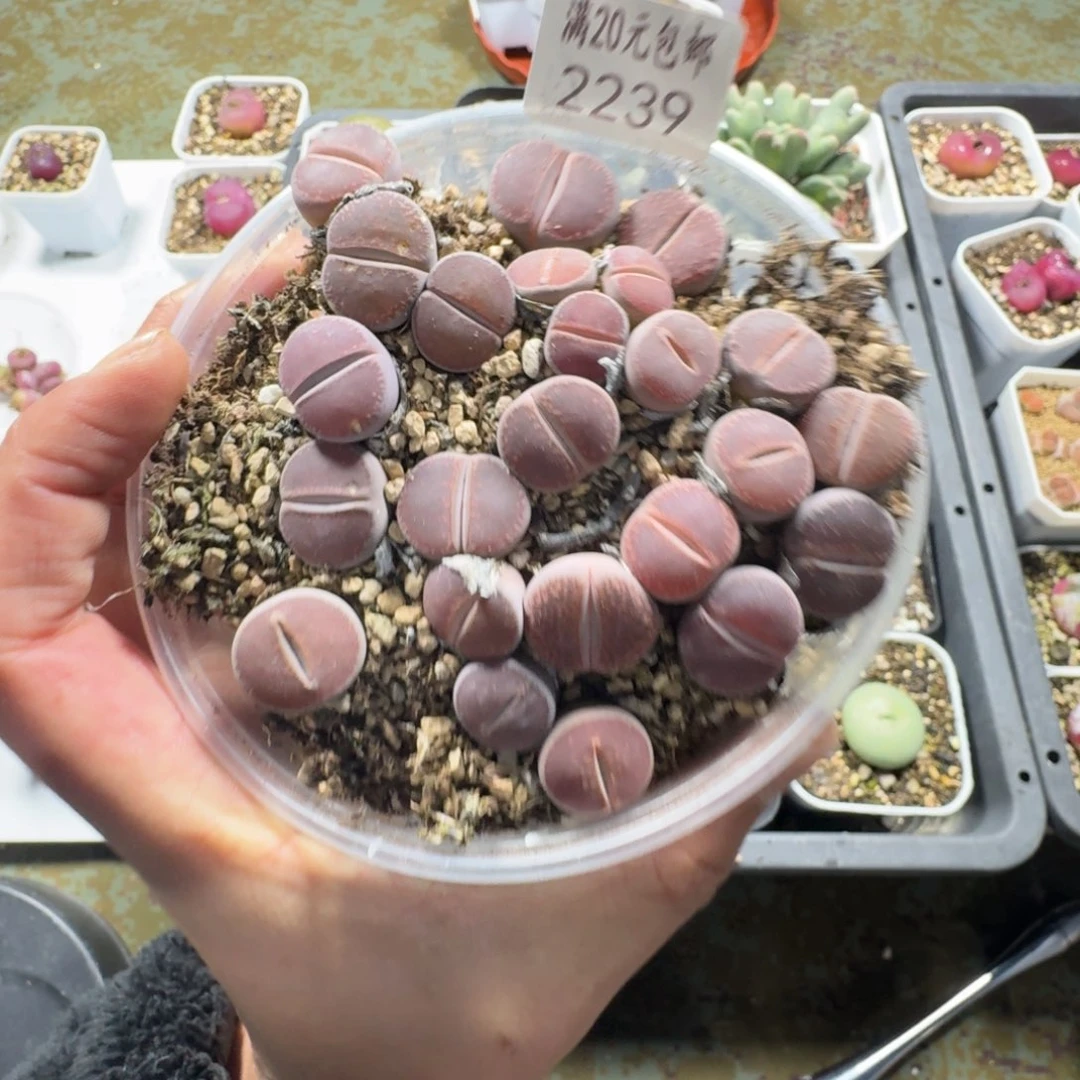 2239。比利时Ko一大盒