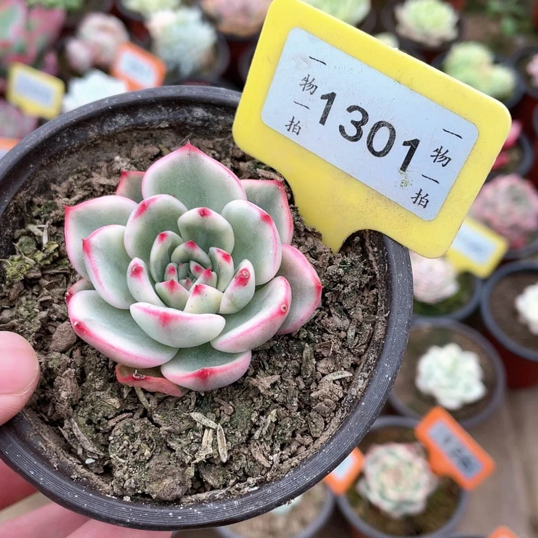 【闪购商品】1301号