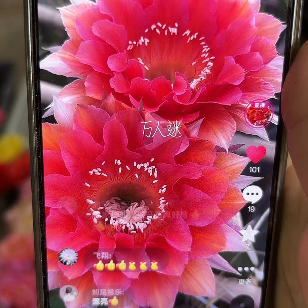 万人迷彩四公分球球