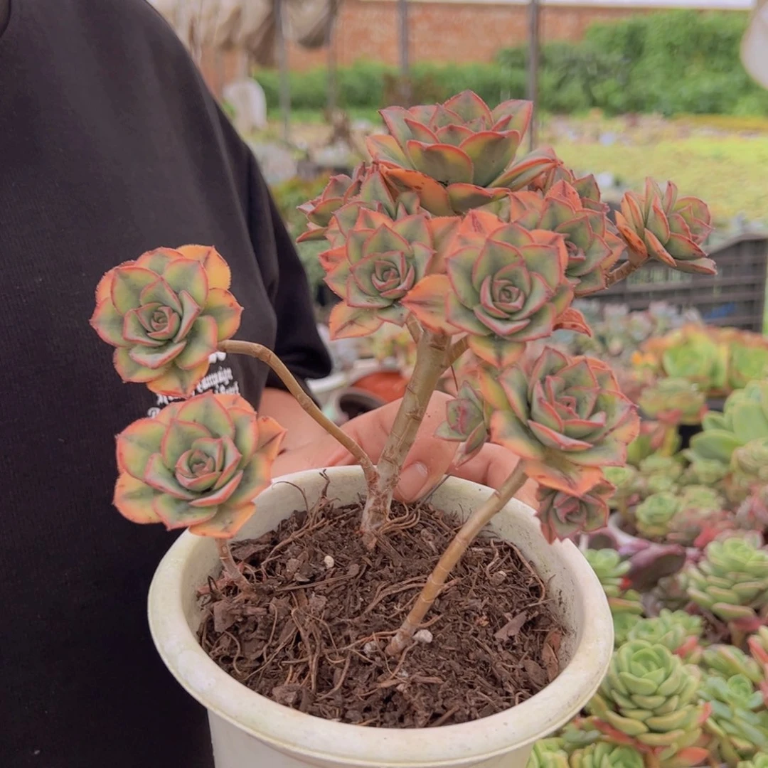 星爆整装整群老桩