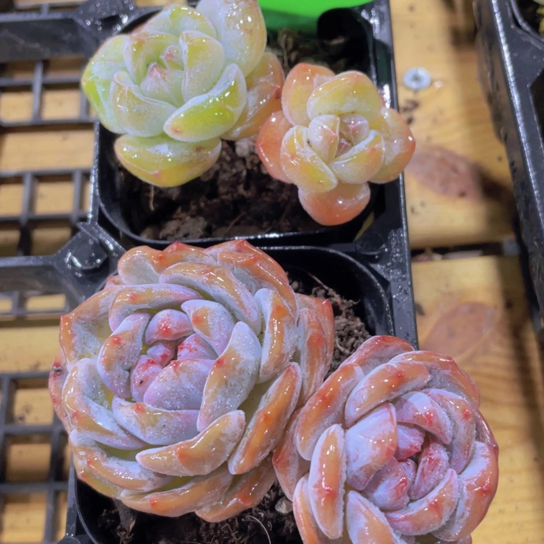 523号 飘枝石榴籽加大白兔