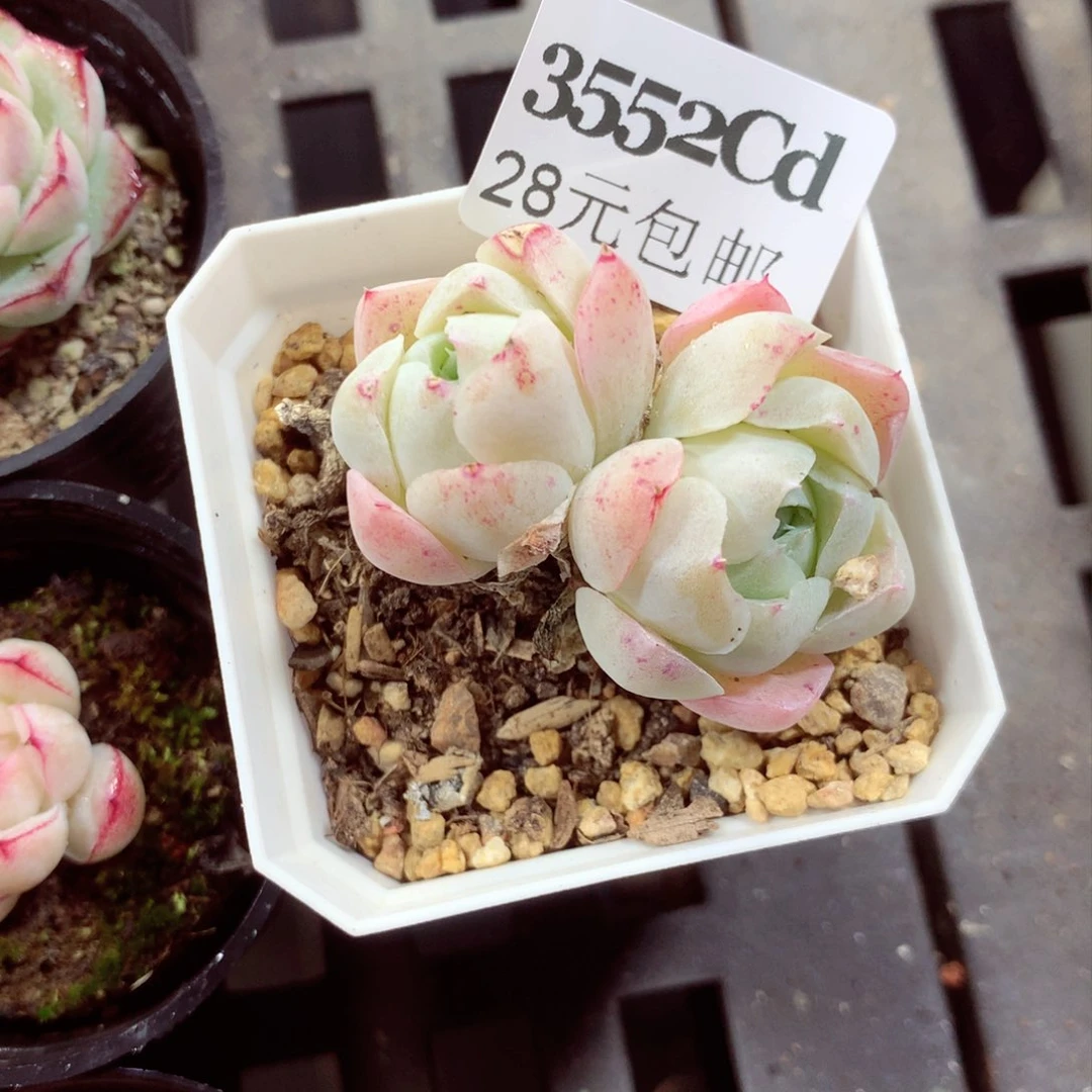 5厘米盆精控多肉3552