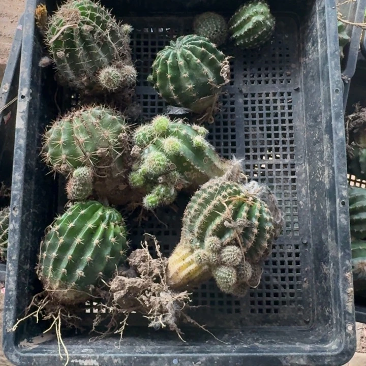 358筐拍不好无售后斑