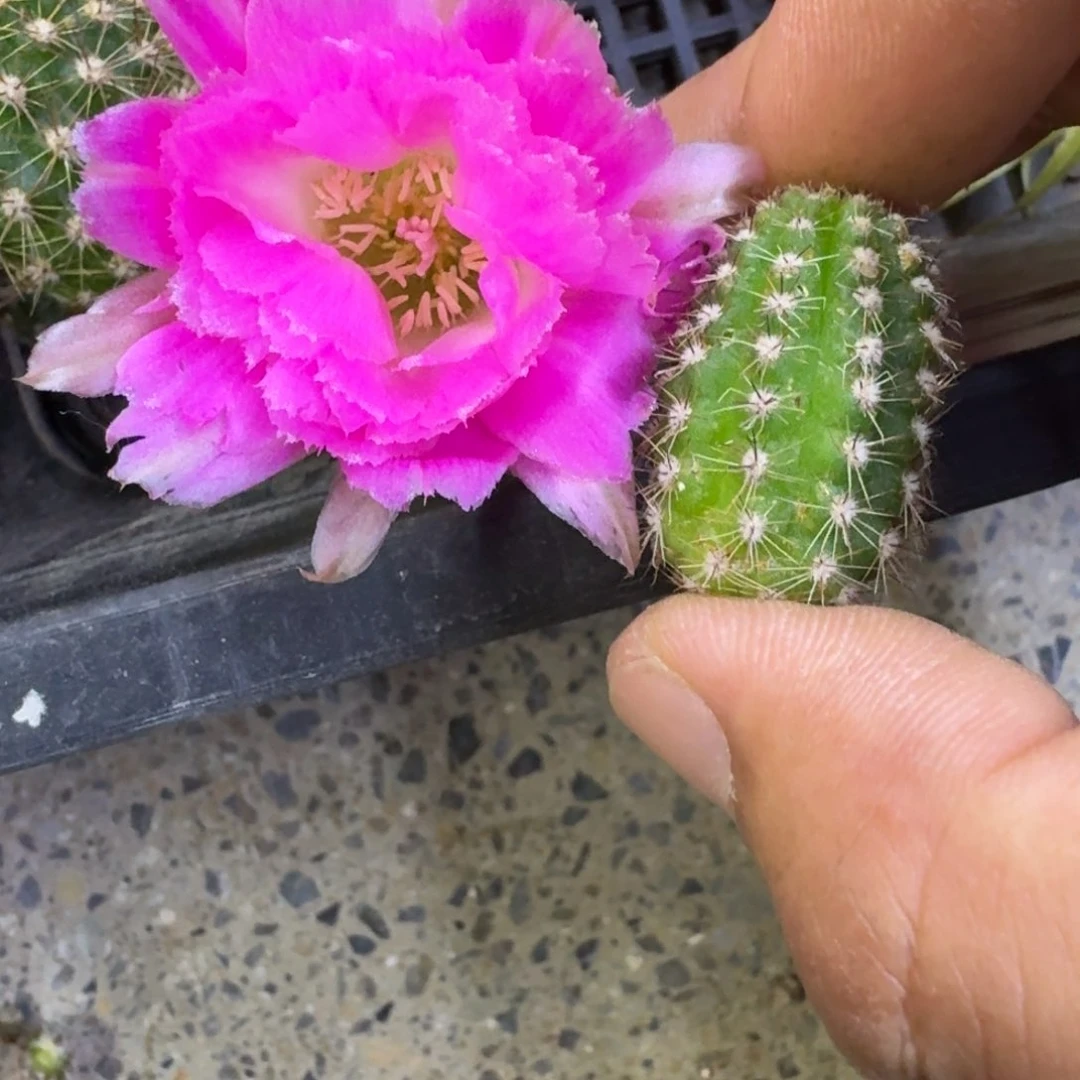 13白檀景2无根侧牙2个，20包邮