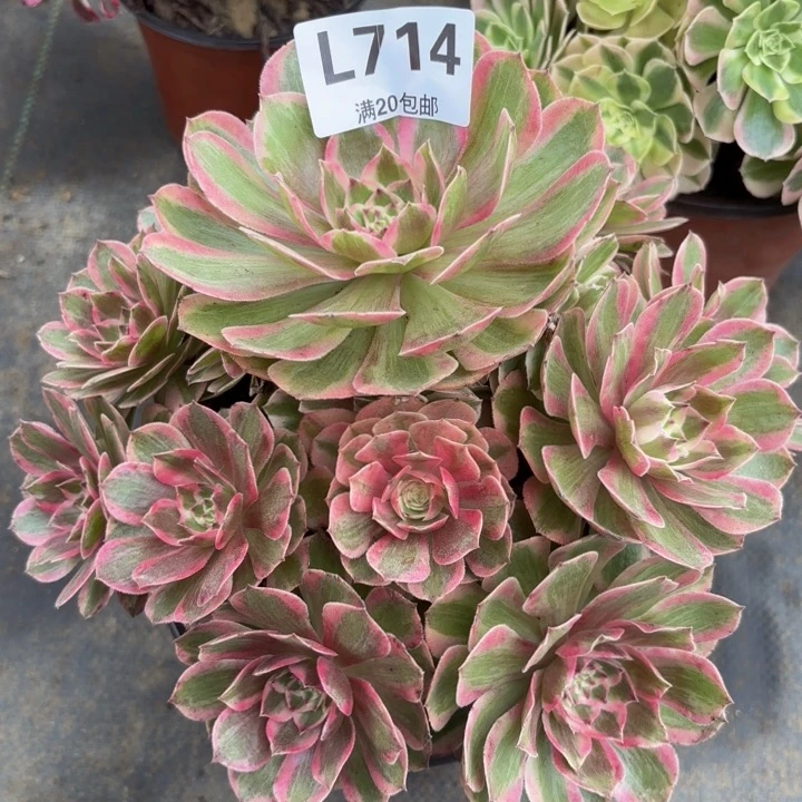 瑞妈多肉植物714.