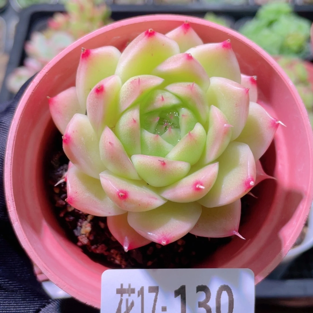 花利美17-130麦秆