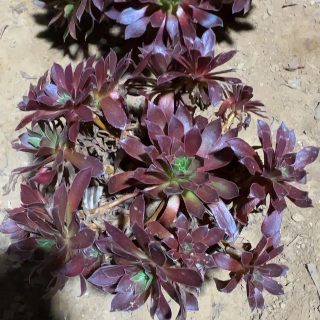 凤凰两颗9.9木质法师