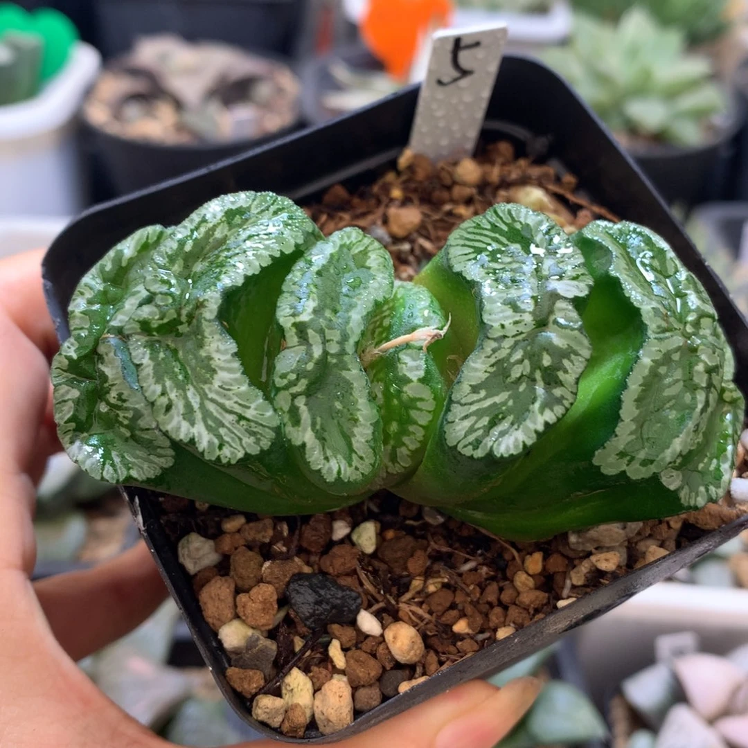 玄武玉扇，带盆发货