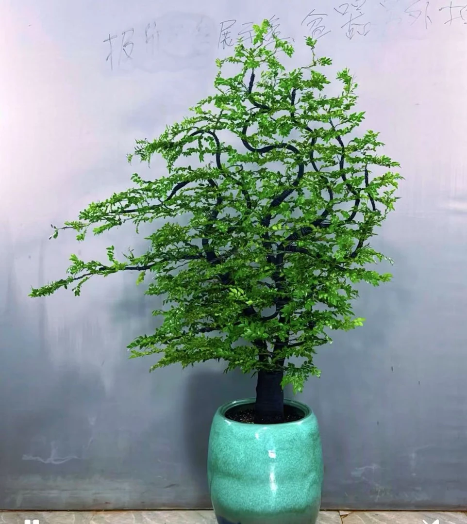 黑骨茶小叶紫檀盆景造型室内庭院观赏绿植高端植物