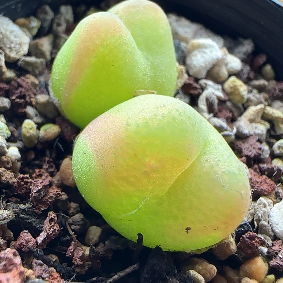 貳***丁哈哈哈哈哈哈哈哈41814