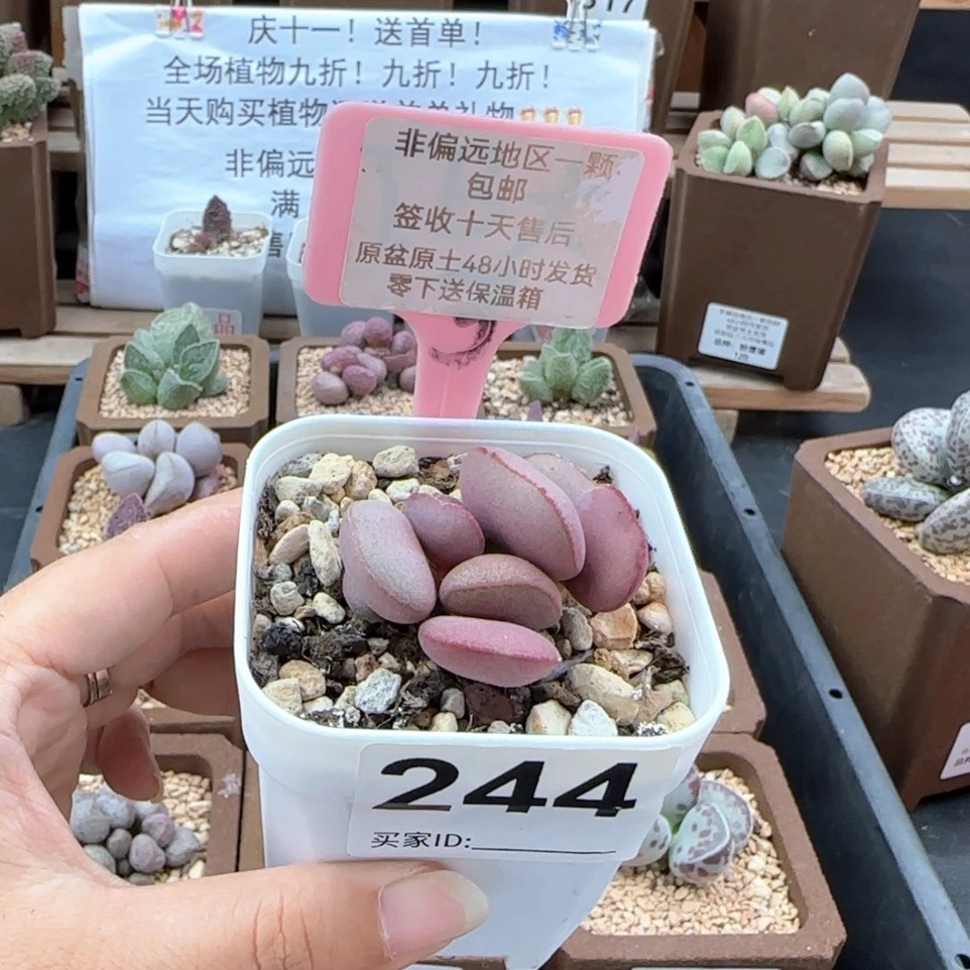 244白肌红蛋多肉植物