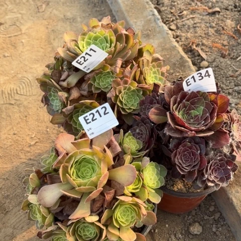 多肉植物万花筒雨荷花月夜