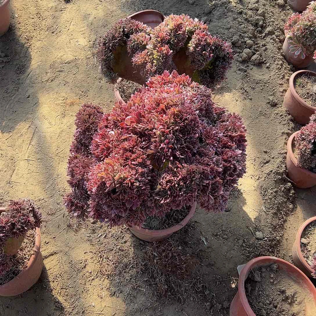 喜****生女神缀化脱土发货