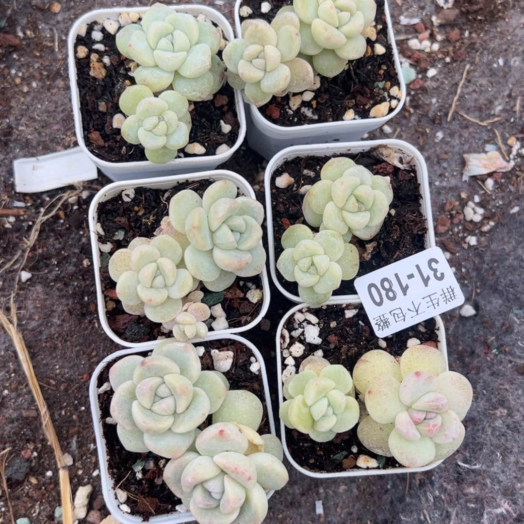 小卡拉米糖心一物一拍31-180