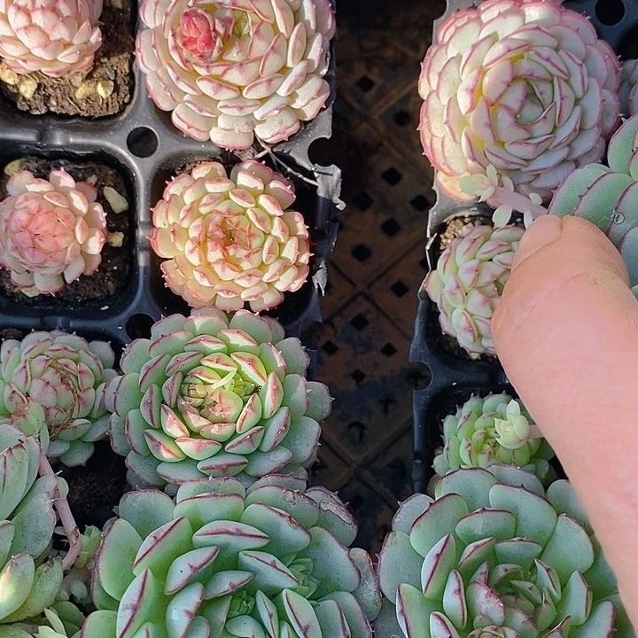 139-140 多肉植物盆栽花卉植物