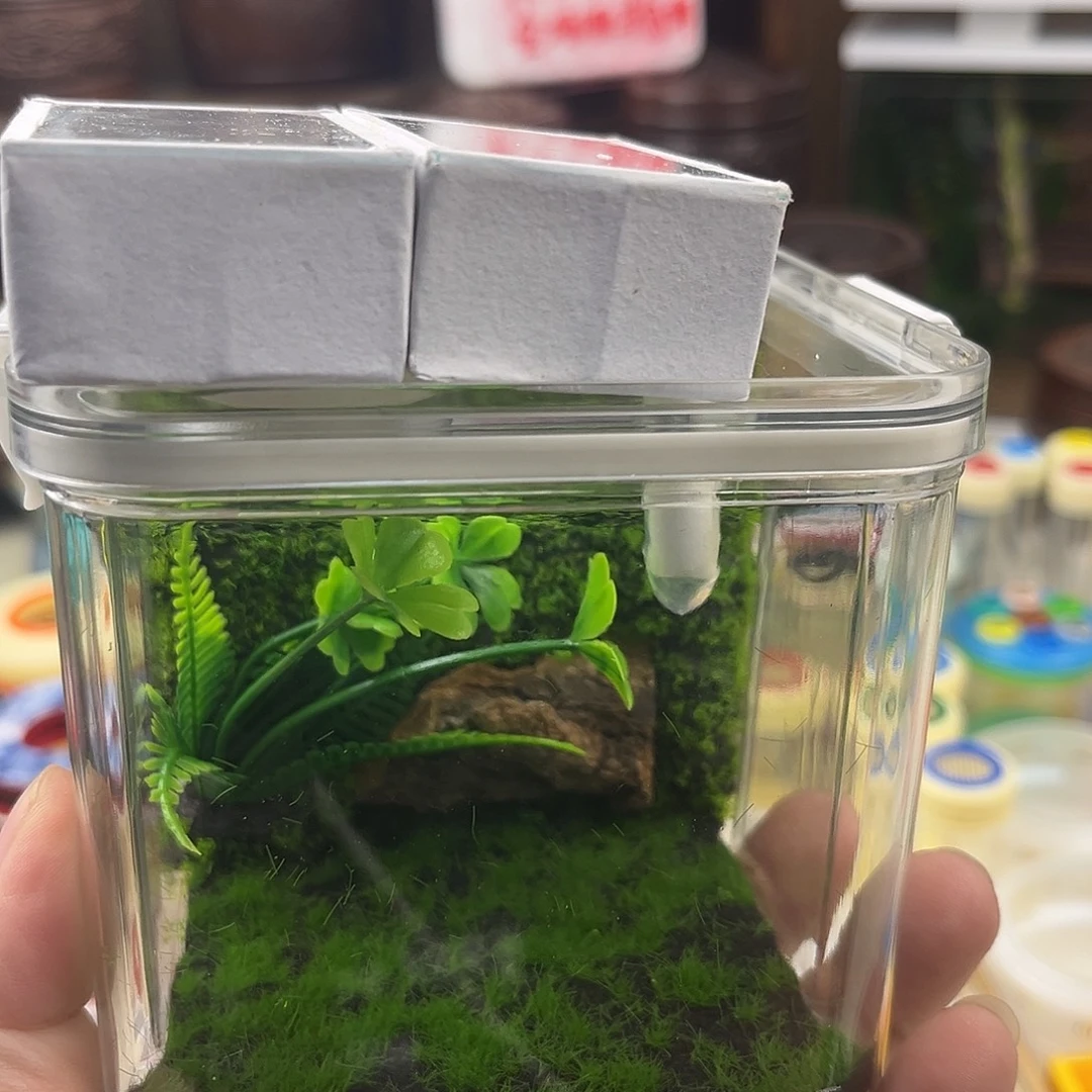 一个小生态箱➕四条断须柬竹