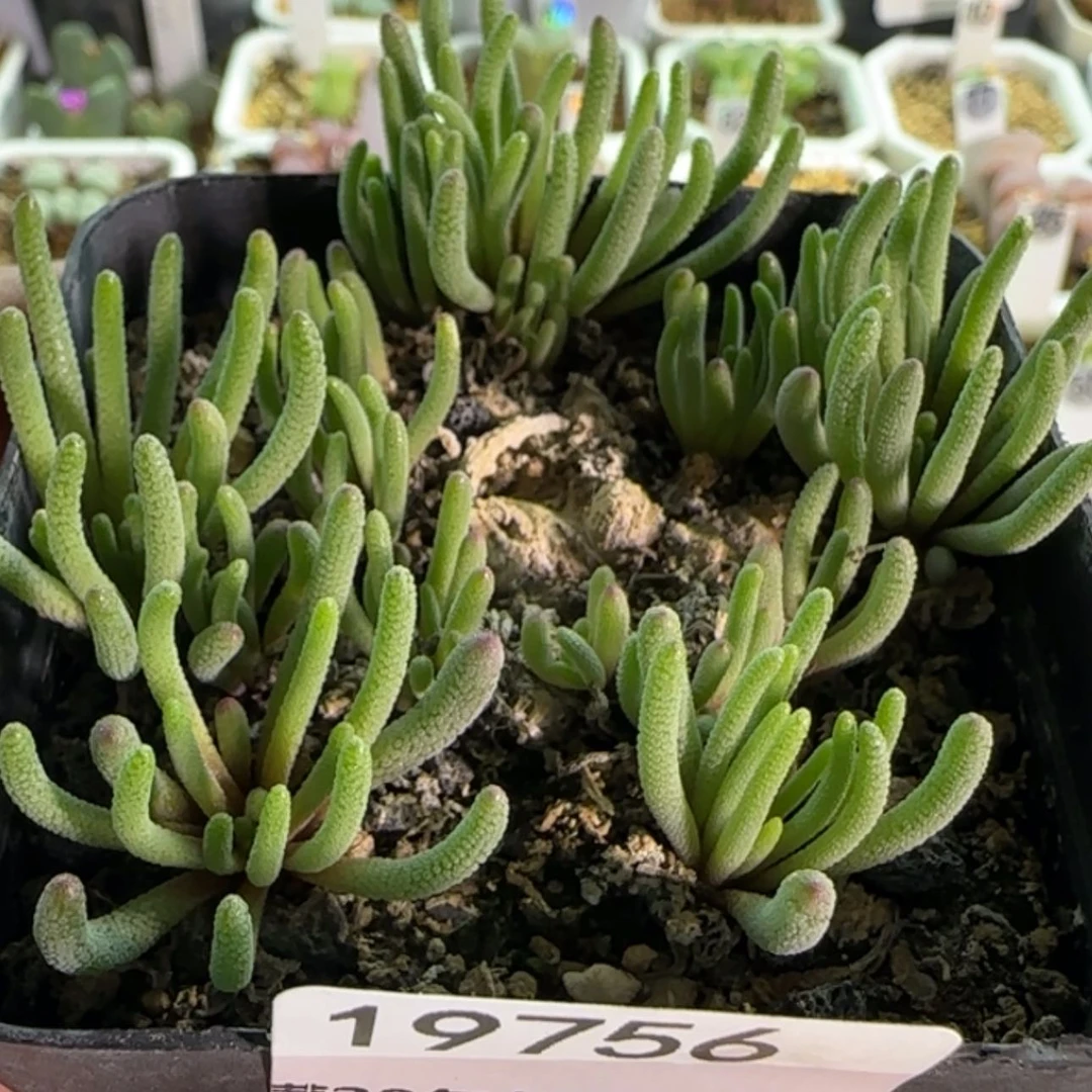 【闪购商品】19756