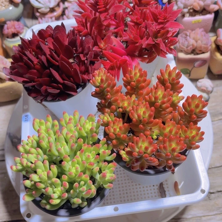 框拍一物一拍编号358