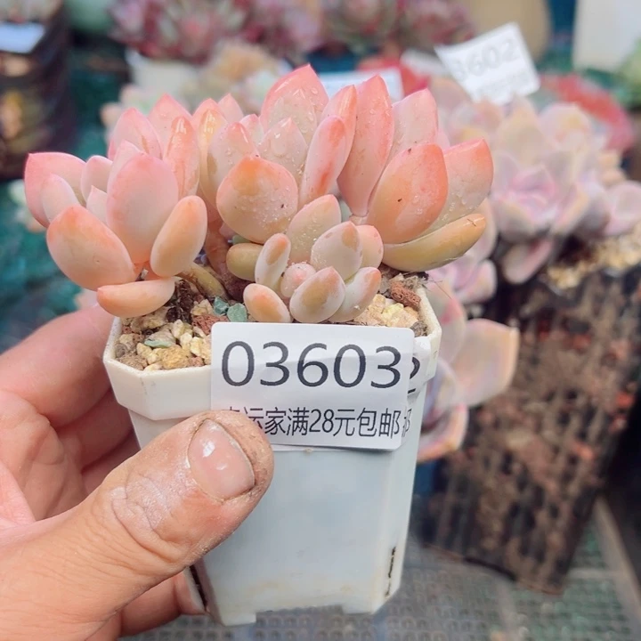 幸运的是我还没遇到