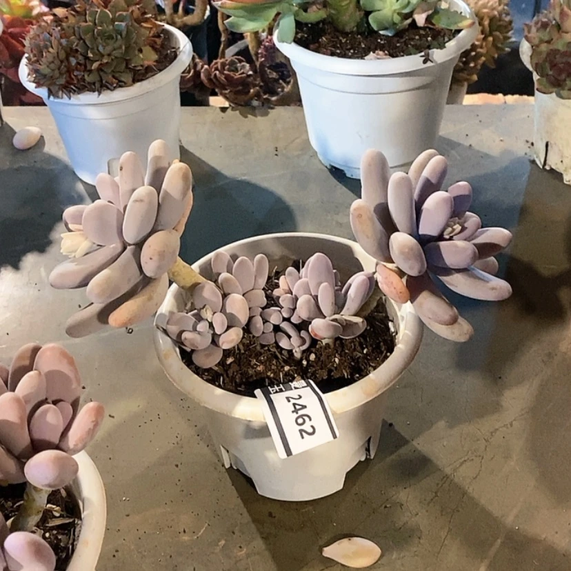 【闪购商品】鸡蛋美人2462