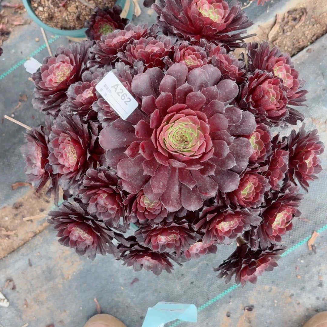 262黑铜鼓多肉植物